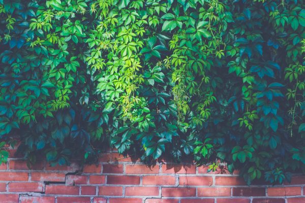 brick-wall-bricks-bright-227396